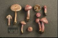 Inocybe lilacina image