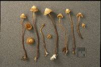 Galerina atkinsoniana image