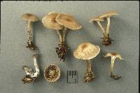 Clitocybe avellaneifolia image