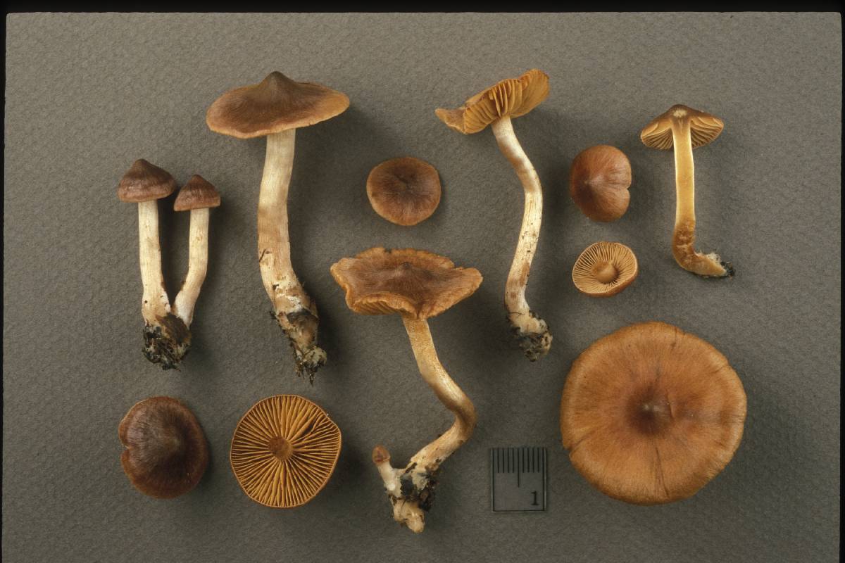 Cortinarius odhinnii image