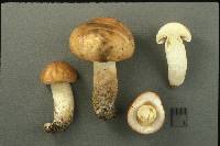 Suillus neoalbidipes image