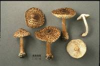 Lepiota cortinarius image