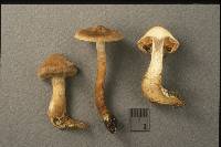 Cortinarius betuletorum image