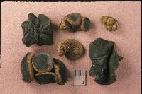 Bulgaria inquinans image