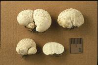 Lycoperdon curtisii image