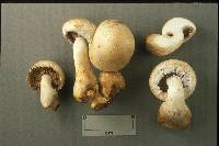 Hemipholiota populnea image