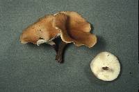 Nigroporus durus image