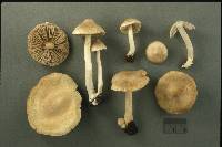 Inocybe sindonia image