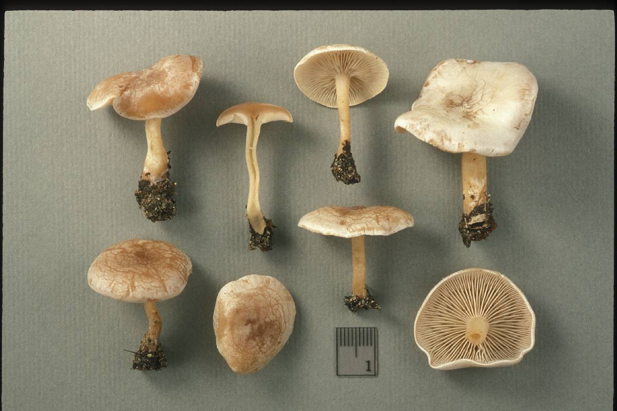 Clitocybe angustifolia image