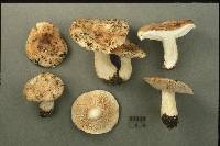 Tricholoma terriferum image