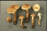 Tricholoma vaccinum image