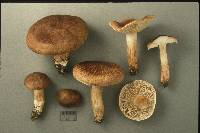 Tricholoma imbricatum image