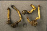 Elaphocordyceps valliformis image