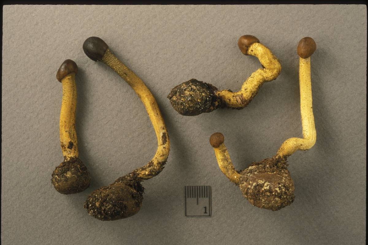 Elaphocordyceps valliformis image