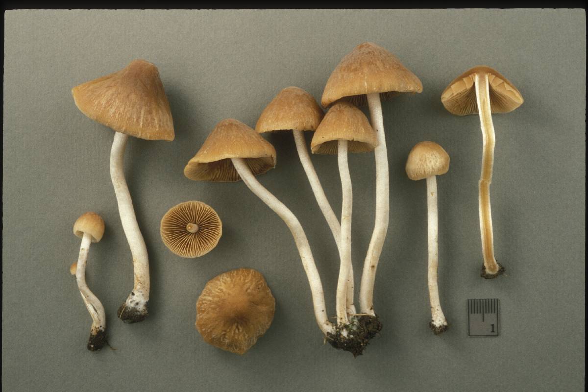 Conocybe pygmaeoaffinis image