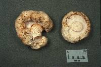 Hypomyces torminosus image