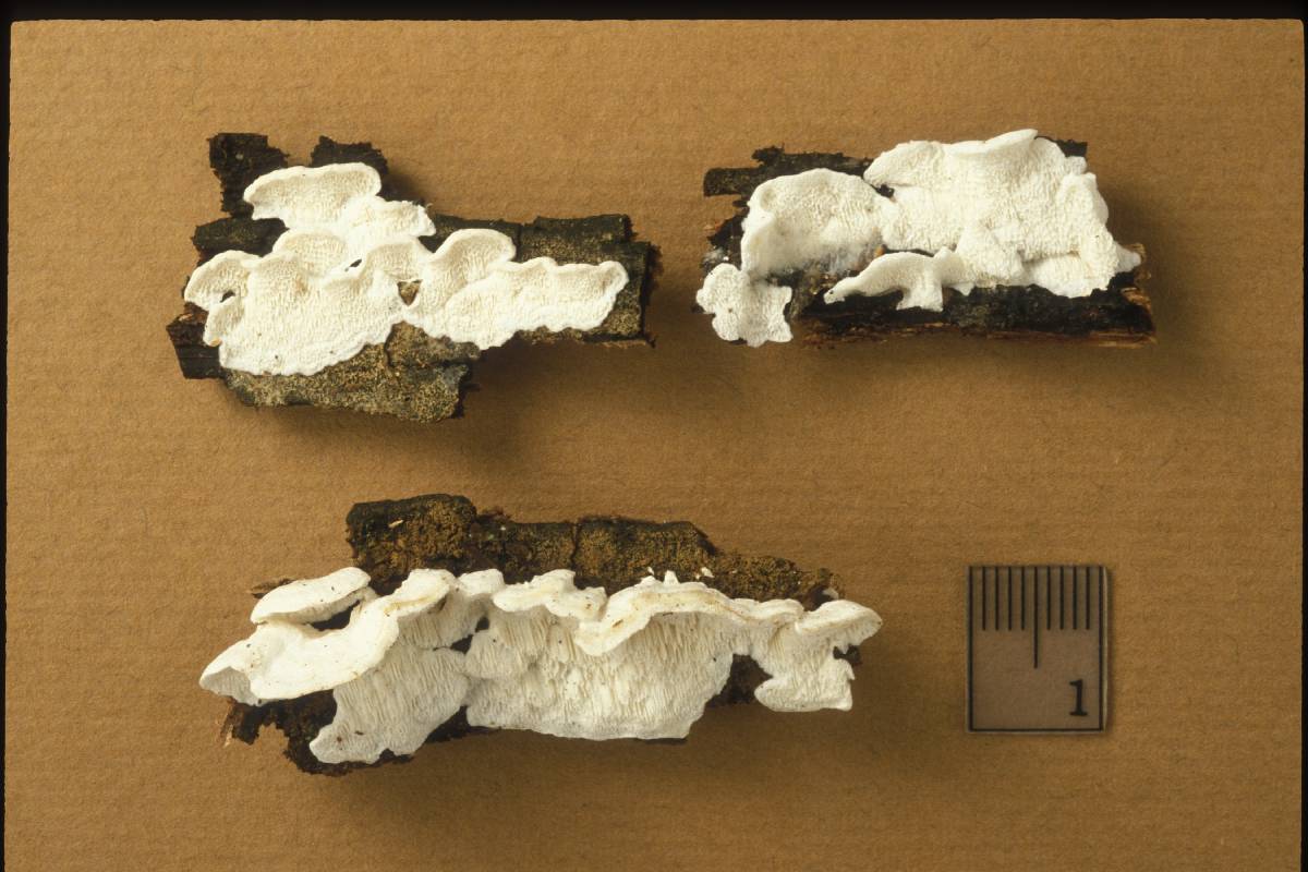 Postia hibernica image