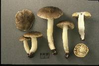 Tricholoma portentosum image