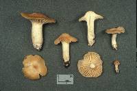 Hygrocybe pratensis image