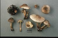 Leucoagaricus meleagris image