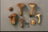 Clitocybe sinopica image