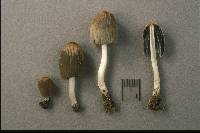 Coprinellus angulatus image