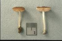 Pluteus luctuosus image