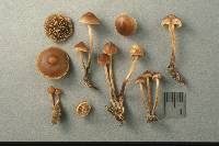 Psilocybe subviscida image