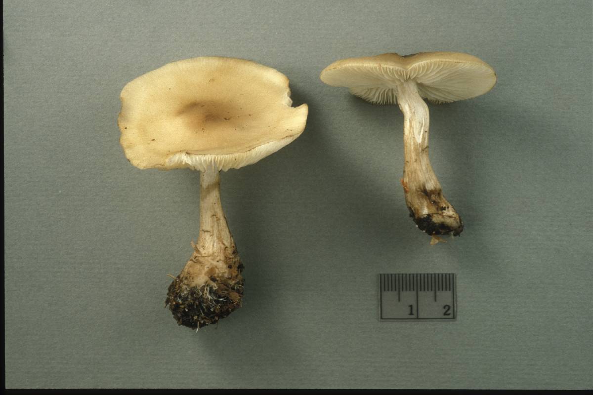 Lyophyllum geminum image