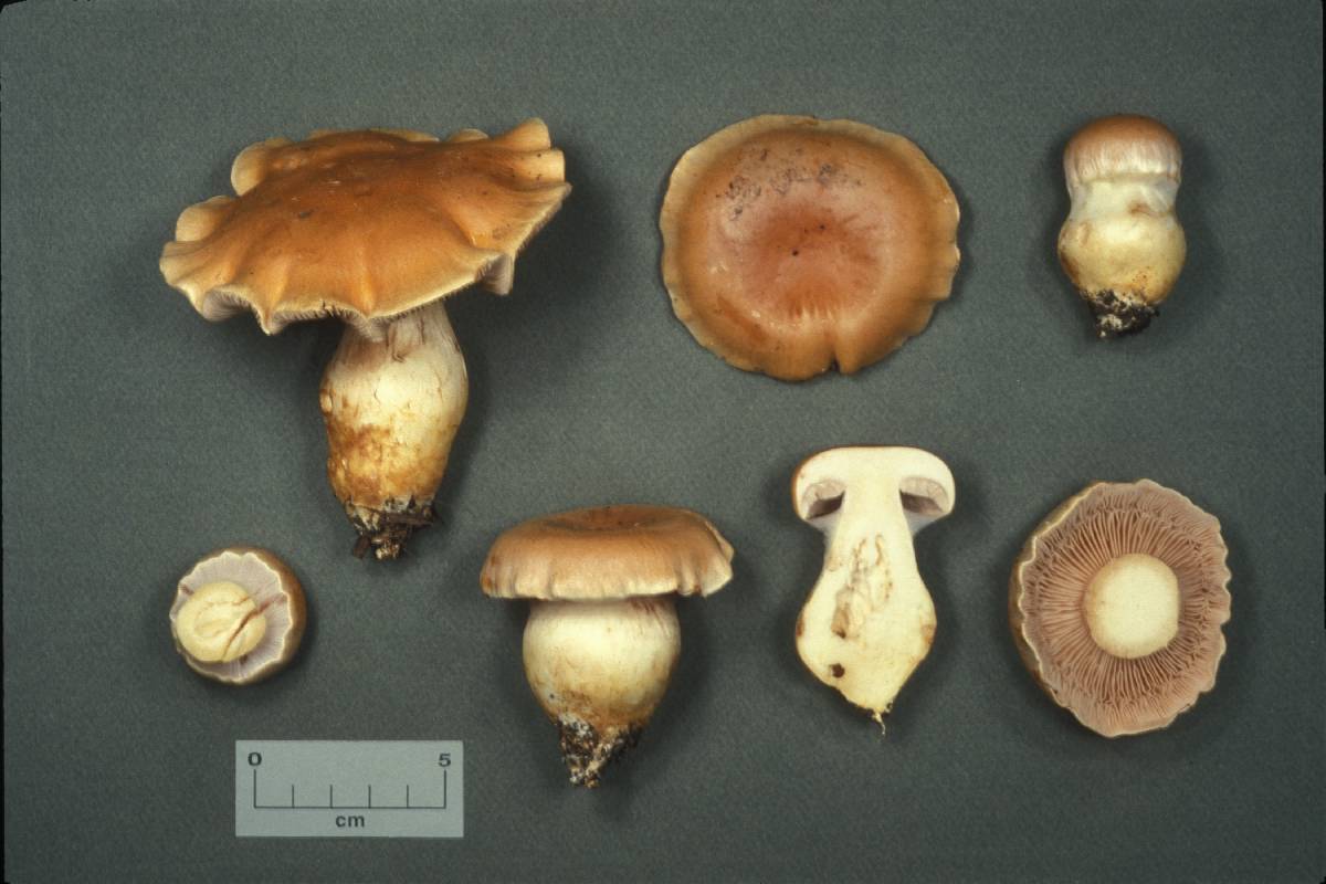 Cortinarius coloratus image