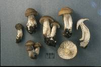 Lyophyllum decastes image