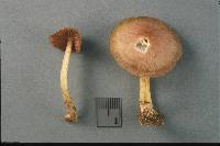 Mycena rutilantiformis image