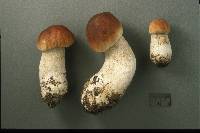 Boletus chippewaensis image