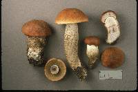 Leccinum piceinum image