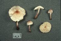 Lepiota cristata image