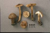 Inocybe maritimoides image