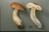 Leccinum insigne image