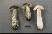 Leccinum snellii image