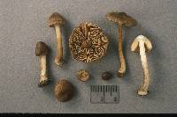 Inocybe umbrina image