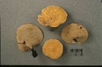 Polyporus varius image