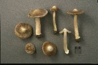 Inocybe albodisca image