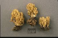 Ramaria eumorpha image