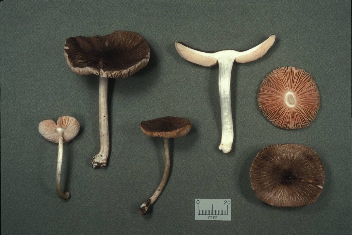 Pluteus fibrillosus image