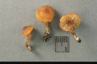Rhodocybe nitellina image