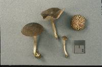 Entoloma subradiatum image