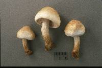 Pluteus tomentosulus image