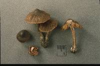 Cortinarius vernus image