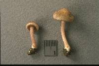 Inocybe cincinnata var. cincinnata image