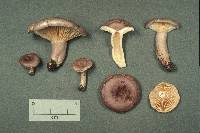 Lactarius pyrogalus image