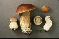 Boletus chippewaensis image